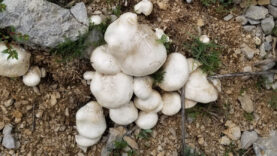 Erzincan’da Doğal Olarak Yetişen Çaşır Mantarı: Kilosu bin 250 TL