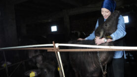 Bayburt’ta Tarıma Destekle Kadın Manda Yetiştiricisi Şafak Eraslan