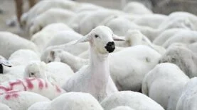 1771862512972thumbs_b_c_980c18ff2a384004aa9d60860308c576