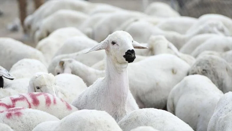 1771862512972thumbs_b_c_980c18ff2a384004aa9d60860308c576